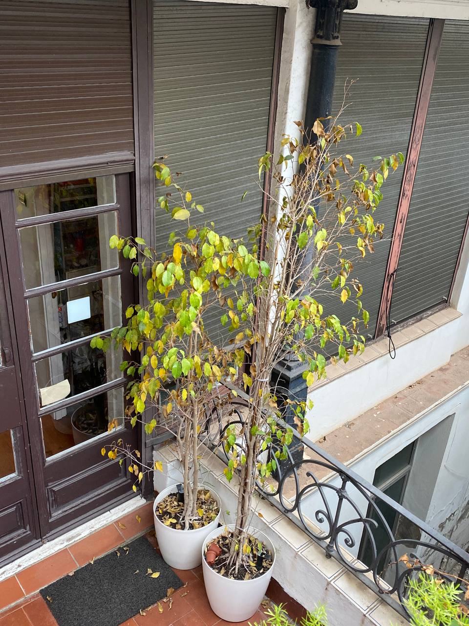Ficus benjamina